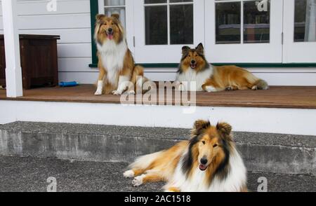 Trio of pedigree purebred rough coated black and sable collies watching the world go by Stock Photo