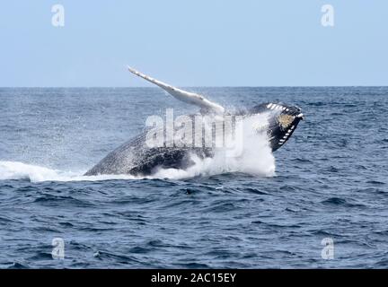 A breaching humpback whale hits the water on the way down with a big splash. (Megaptera novaeangliae) Stock Photo