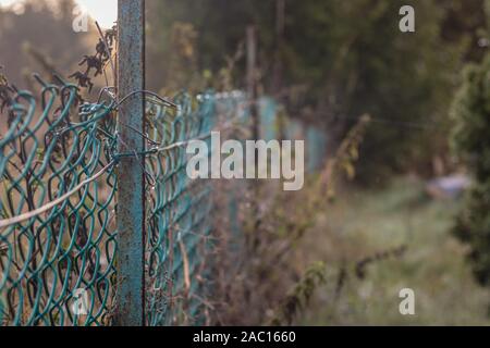 Green old fence mesh on a summer morning with dew and meadow in the background. Selective focus with blurred background. Stock Photo