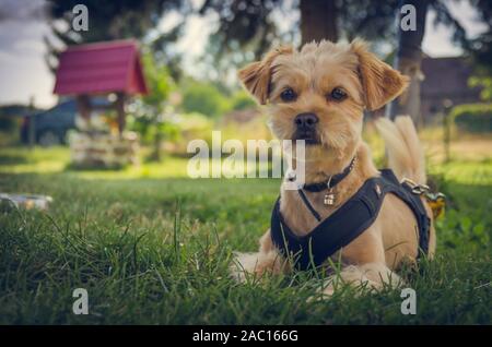 Small beige mixed breed dog with a bell on the neck. A well on a blurred background. Stock Photo