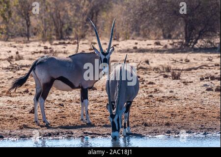 Two Orynx - Oryx gazelle- drinking from a waterhole in Etosha national park, Namibia Stock Photo