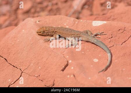 Common Side-Blotched Lizard in the Desert near Lees Ferry in the Glen Canyon National Recreation Area in Arizona Stock Photo
