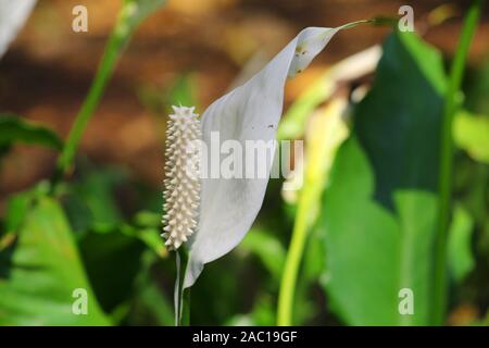 white color peace lily flower Stock Photo