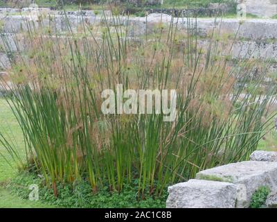 Papyrus growing in Syracuse, Sicily Stock Photo