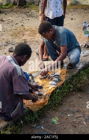 Ethiopia, Rift Valley, Hawassa, City Fish Market, two men filleting freshly caught tilapia fish to eat raw on ground Stock Photo