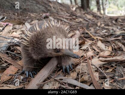 Spiny Echidna on Bruny Island, Tasmania, Australia Stock Photo