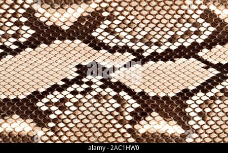 Snake skin texture closeup Stock Photo
