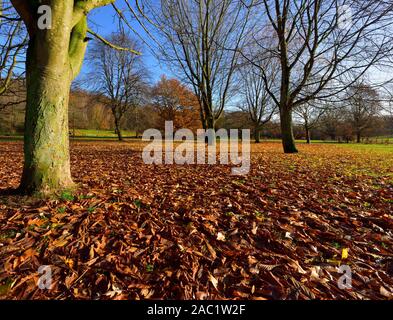 Autumn leaves on the ground,Bramcote hills park,Nottingham,England,UK Stock Photo