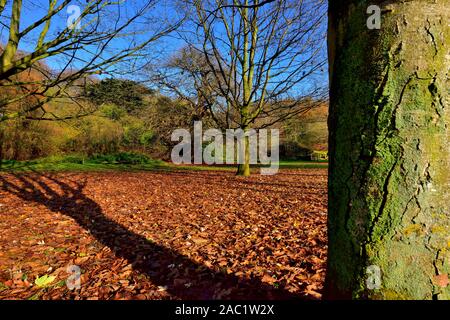 Autumn leaves on the ground,Bramcote hills park,Nottingham,England,UK Stock Photo