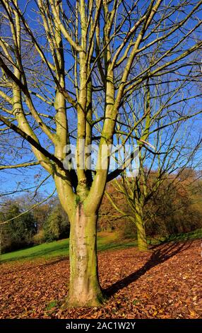 Autumn leaves on the ground,Bramcote hills park,Nottingham,England,UK Stock Photo