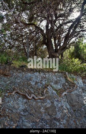 Very interesting tree root in the rock on which it grows for years ...