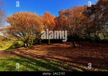 Autumn leaves on the ground,Bramcote hills park,Nottingham,England,UK Stock Photo