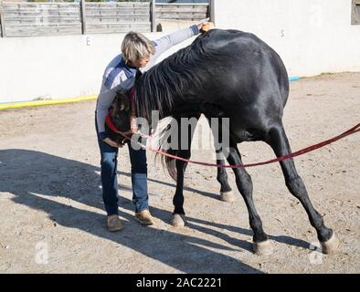 osteopath and horse for an alternative medicine Stock Photo