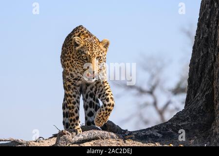 Male Leopard, Panthera pardus, stalking, Bushman Plains, Okavanago Delta, Botswana Stock Photo