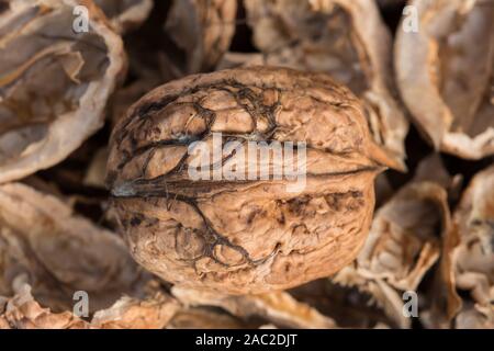 One complete walnut with cracked walnut shells. Pieces of nutshells. Close up. Stock Photo
