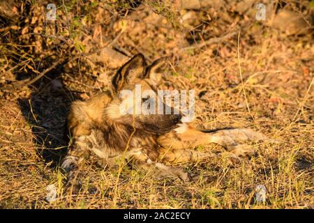 African wild dog, Lycaon pictus, Bushman Plains, Okavanago Delta, Botswana. Also known as Painted Wolf. Stock Photo