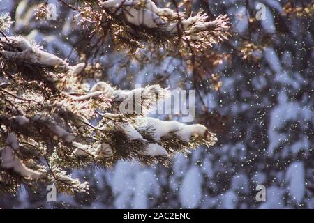 Lush fir branches covered with snow during a snowfall in the rays of the sun on a sunny winter day. Photo for cards, new year and christmas Stock Photo