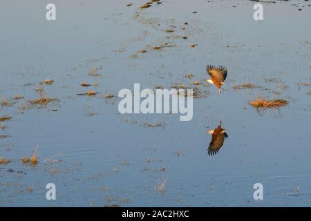 Aeiral view of African fish Eagle, Haliaeetus vocifer, in flight, seen from a hot air balloon ride, Bushman Plains, Okavanago Delta, Botswana Stock Photo