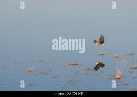 Aeiral view of African fish Eagle, Haliaeetus vocifer, in flight, seen from a hot air balloon ride, Bushman Plains, Okavanago Delta, Botswana Stock Photo