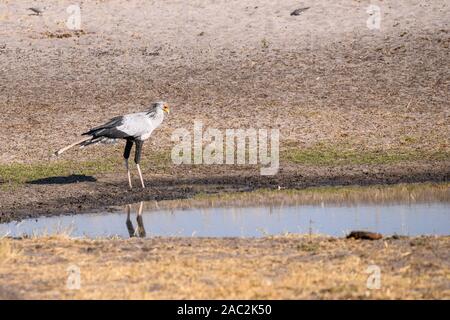 Secretarybird or Secretary Bird, Sagittarius serpentarius, Bushman Plains, Okavanago Delta, Botswana Stock Photo