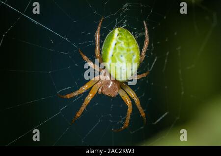 cucumber green spider, Araniella cucurbitina, Catalonia, Spain Stock Photo