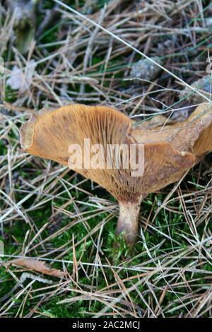 Rufus milk cap toad stool in the forest Stock Photo