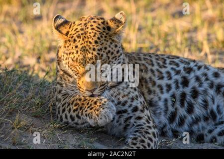 Female Leopard, Panthera pardus, licking it's paw, Okavanago Delta, Botswana Stock Photo