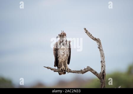 Juvenile martial eagle Stock Photo
