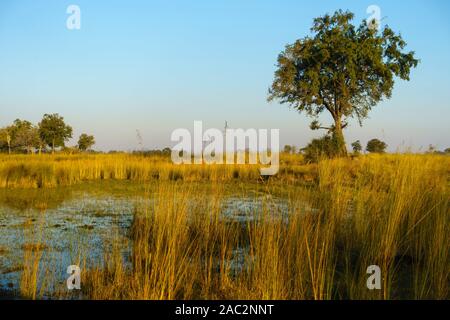 Flooded grassland plains Okavanago Delta, Botswana Stock Photo