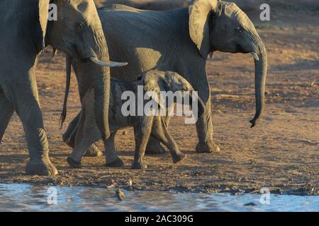Elephant herd gather elephants African elephant Stock Photo - Alamy