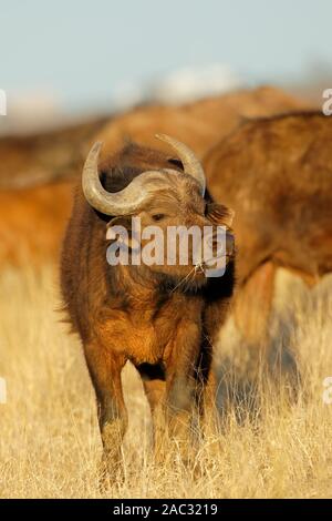 An African buffalo (Syncerus caffer) in open grassland, Mokala National park, South Africa Stock Photo