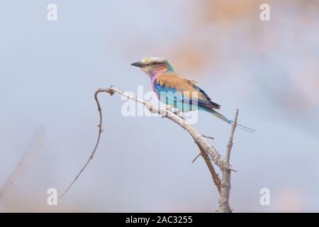 European roller perched on a tree Stock Photo