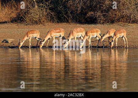 Impala antelopes (Aepyceros melampus) drinking water, Kruger National Park, South Africa Stock Photo