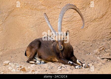 Large male Nubian ibex (Capra nubiana) resting, Arabian Peninsula Stock Photo