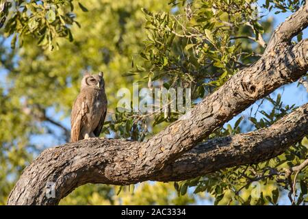 Verreaux's Eagle-owl, Bubo lacteus, Okavango Delta, Botswana. Also known as Milky Eagle Owl or Giant Eagle Owl Stock Photo
