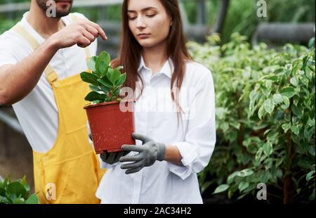 Serious look. Couple of lovely garden workers in job clothes taking care of plant in the pot in the greenhouse Stock Photo