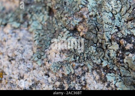 Lichens, are a close, long term relationship (symbosis) of fungus and photobiont, a few of the 145 species found in Joshua Tree National Park. Stock Photo