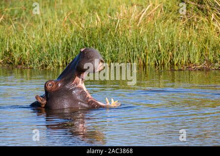 Hippopotamus, Hippopotamus amphibius, yawning, Khwai Private Reserve, Okavango Delta, Botswana Stock Photo