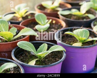 China cabbage (Brassica rapa subsp. pekinensis) seedlings in pots end of November in a greenhouse. China cabbage (Brassica rapa subsp. pekinensis) seedlings in pots end of November in a greenhouse.