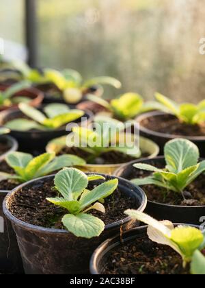 China cabbage (Brassica rapa subsp. pekinensis) seedlings in pots end of November in a greenhouse. China cabbage (Brassica rapa subsp. pekinensis) seedlings in pots end of November in a greenhouse.