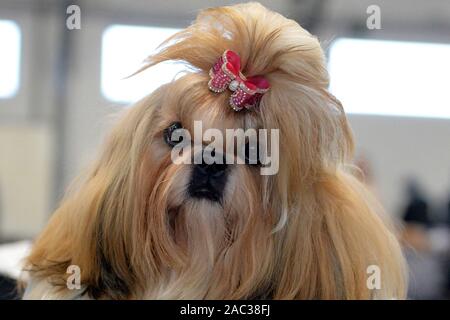 Prague, Czech Republic. 30th Nov, 2019. More than 1200 dogs from ten countries are evaluated during a two day Prague Expo Dog show and competition. Around 1200 dogs from 200 different breeds compete in Prague to be judged by international judges. Credit: Slavek Ruta/ZUMA Wire/Alamy Live News Stock Photo