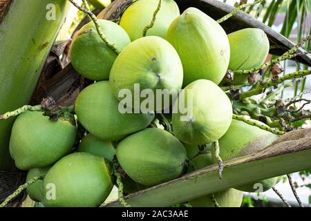 Close up fresh coconuts cluster on the coconut tree Stock Photo