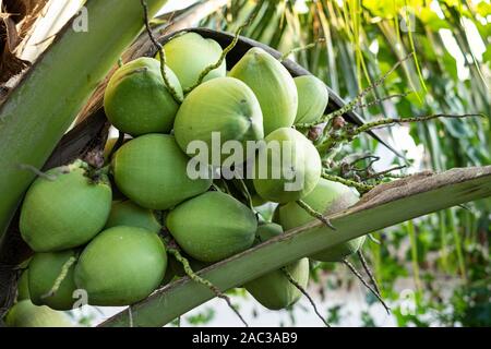 Close up fresh coconuts cluster on the coconut tree Stock Photo