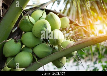 Close up fresh coconuts cluster on the coconut tree Stock Photo