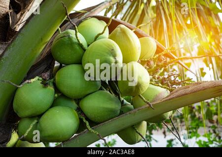 Close up fresh coconuts cluster on the coconut tree Stock Photo