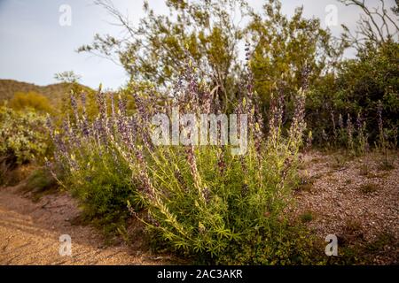 Desert plants along a hiking trail in the Sonoran desert Stock Photo