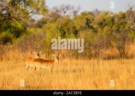 Male Red Lechwe, Kobus leche, Khwai Private Reserve, Okavango Delta, Botswana. Also known as Southern Lechwe Stock Photo