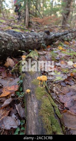 Yellow mushrooms grow on fallen trees - beautiful north-american autumn