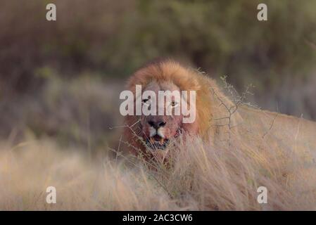 Male lion with blood, bloody face lionclose up portrait Stock Photo