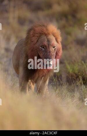 Male lion with blood, bloody face lionclose up portrait Stock Photo